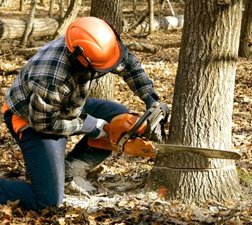 Tree Removal in Fork Union, VA